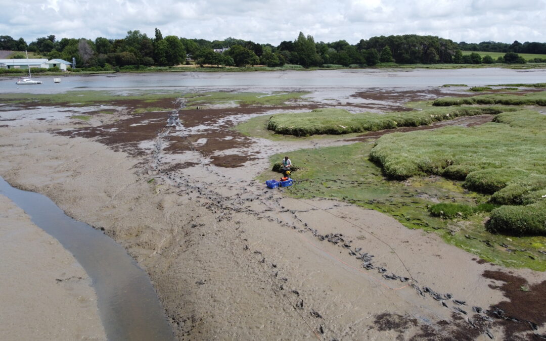 Dans le cadre d’un projet de restructuration d’un poste de relevage sis sur la commune d’Auray (56), ArkoGéos a procédé à une investigation par tomographie électrique